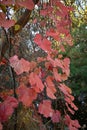 Red leaves of wild grape in the fall Royalty Free Stock Photo