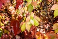 Red leaves of a wild grapes. Autumn leaves of wild grapes with blurred background. Autumn background. Selective focus