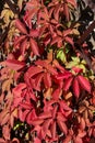 Red leaves of wild grapes