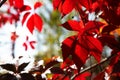 Red leaves wild vine Royalty Free Stock Photo