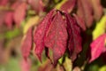 Red leaves of Winged euonymus with water drops (Euonymus alatus) in the autumn garden Royalty Free Stock Photo