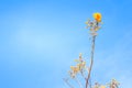 Red leaves and yellow young bud of silk-cotton tree flower (Cochlospermum religiosum) with blue sky background and copy space for Royalty Free Stock Photo