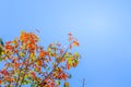 Red leaves and yellow young bud of silk-cotton tree flower (Cochlospermum religiosum) with blue sky background and copy space for Royalty Free Stock Photo