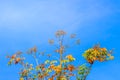 Red leaves and yellow young bud of silk-cotton tree flower (Cochlospermum religiosum) with blue sky background and copy space for Royalty Free Stock Photo