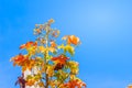 Red leaves and yellow young bud of silk-cotton tree flower (Cochlospermum religiosum) with blue sky background and copy space for Royalty Free Stock Photo