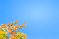 Red leaves and yellow young bud of silk-cotton tree flower (Cochlospermum religiosum) with blue sky background and copy space for Royalty Free Stock Photo