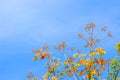 Red leaves and yellow young bud of silk-cotton tree flower (Cochlospermum religiosum) with blue sky background and copy space for Royalty Free Stock Photo
