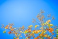 Red leaves and yellow young bud of silk-cotton tree flower (Cochlospermum religiosum) with blue sky background and copy space for Royalty Free Stock Photo