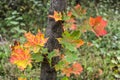 Red leaves