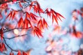 Red leaves of a young maple in early spring against the sky. Royalty Free Stock Photo