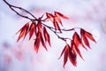 Red leaves of a young maple in early spring against the sky. Royalty Free Stock Photo