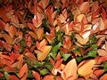 Red leavs plant of sri lanka Royalty Free Stock Photo