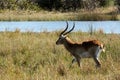 Red Lechwe Royalty Free Stock Photo