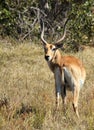 Red Lechwe Royalty Free Stock Photo