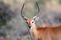 Red lechwe antelope