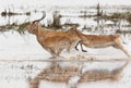 Red Lechwe Antelope - Botswana