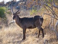 Waterbuck Antelope in the Chobe Natural Park in Botswana, Africa Royalty Free Stock Photo