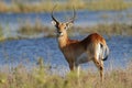 Red lechwe antelope Royalty Free Stock Photo