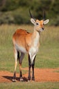 Red lechwe antelope Royalty Free Stock Photo