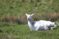 Red lechwe antelope