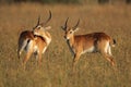 Red lechwe antelopes