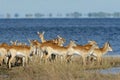 Red lechwe antelopes