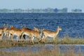 Red lechwe antelopes