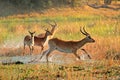 Red lechwe antelopes