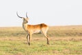 Red lechwe buck looking behind him