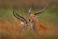 Red lechwe, Kobus leche, big antelope found in wetlands of south-central Africa. Two animals portrait in the nature habitat. Royalty Free Stock Photo