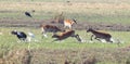 Red lechwe running and playing