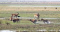 Red lechwe running and playing