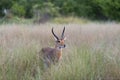 Red Lechwe in the tall grass