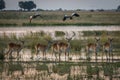 Red lechwe in wetlands with birds above