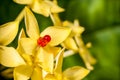 Red LED lamp with yellow flower, ECO green energy save World con Royalty Free Stock Photo