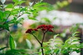 Red leea rubra plant Royalty Free Stock Photo