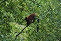 Red Lemur Royalty Free Stock Photo