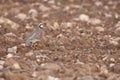 Red-legged, Alectoris rufa, walking through the countryside