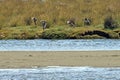 Red-legged cormorant birds flying over the sea Royalty Free Stock Photo