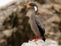 Red legged cormorant in Peru