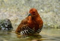 Red-legged Crake, Malaysian Banded Crake Rallina fasciata