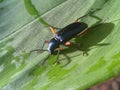 Red legged darkling bettle (Strongylium erythrocephalum) Royalty Free Stock Photo