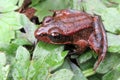 Red-legged Frog