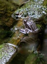 Red-legged Frog Hiding