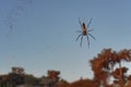 Red legged golden orb weaver spider female - Nephila inaurata madagascariensis, resting on her nest, afternoon sun over blurred Royalty Free Stock Photo