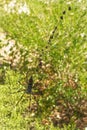 Red legged golden orb weaver spider female - Nephila inaurata madagascariensis, resting on her nest, sun over blurred bushes in Royalty Free Stock Photo