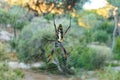 Red legged golden orb weaver spider female - Nephila inaurata madagascariensis, resting on her nest, sun over blurred Royalty Free Stock Photo