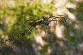 Red legged golden orb weaver spider female - Nephila inaurata madagascariensis, resting on her nest, sun over blurred Royalty Free Stock Photo