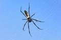 Red legged golden orb weaver spider female - Nephila inaurata madagascariensis, resting on her net, against blue sky background Royalty Free Stock Photo