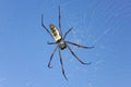 Red legged golden orb weaver spider female - Nephila inaurata madagascariensis, resting on her net, blue sky in Royalty Free Stock Photo